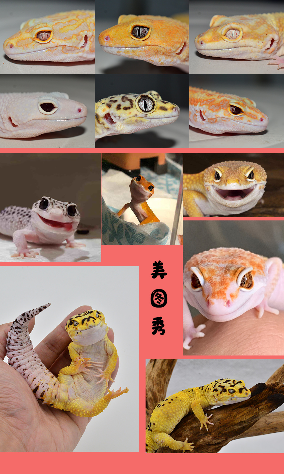 豹纹守宫蜥蜴活物新手入门级爬宠人工繁育温顺可爱小型另类宠物 橘白