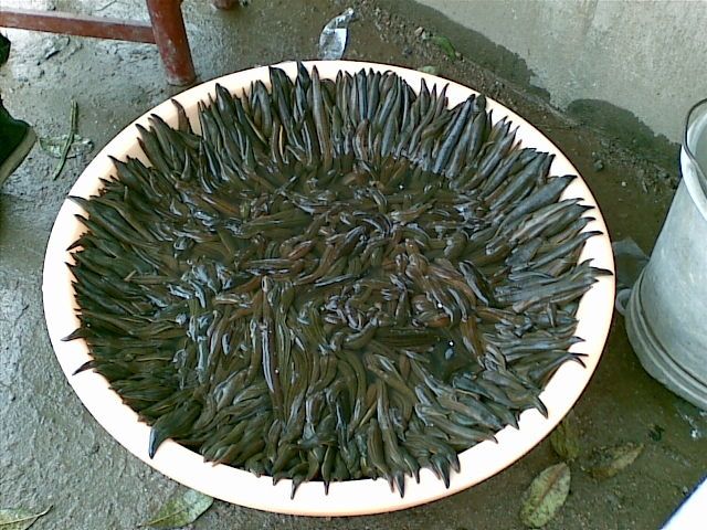 大水蛭 蚂蝗 蚂蟥 马鳖 马蛭 蚂鳖50克另有蝎子蜈蚣 小个水蛭【100克