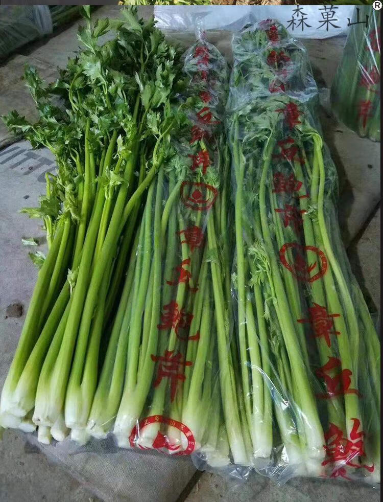 顺丰山东特产正宗章丘鲍芹嫩芹菜新鲜蔬菜芹菜生吃沙拉可榨汁酒店专用