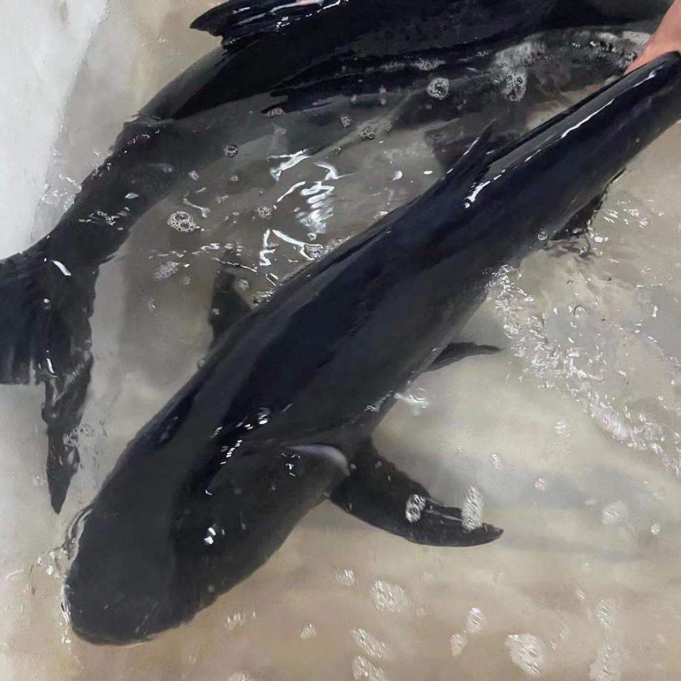 正宗花莲胖头鱼鲜活大头胖头鱼鱼整条鱼头淡水鱼冷水鱼千岛湖鲢鱼8斤