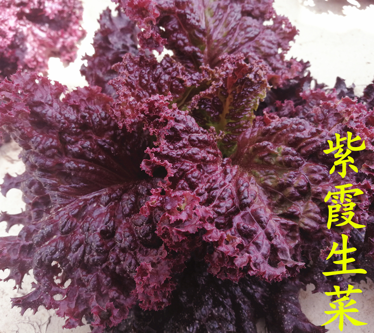 紅葉生菜種子大葉紫霞紫生菜種籽農家紫生菜籽盆栽秋四季蔬菜貝爾綠