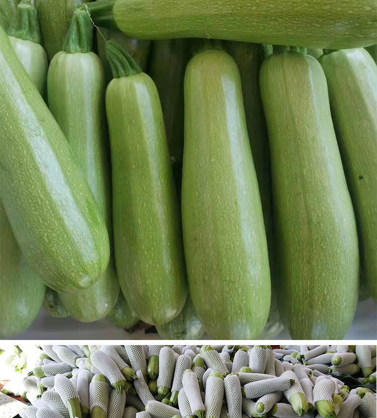 云南西葫芦生瓜三月小瓜番瓜倭135斤当季新鲜蔬菜现摘现发3斤净重保温