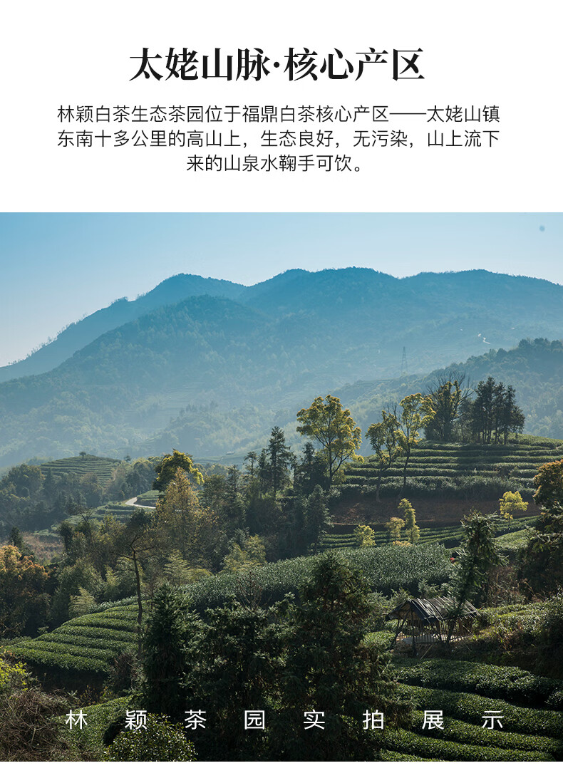 太姥山白茶简介图片