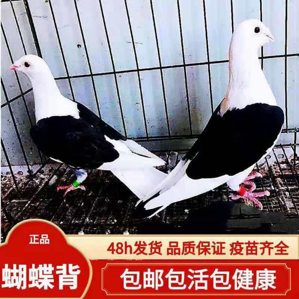 【蝴蝶背信鸽】鸽子活体公母一对宠物小鸟好鸽子异色信鸽活物包活