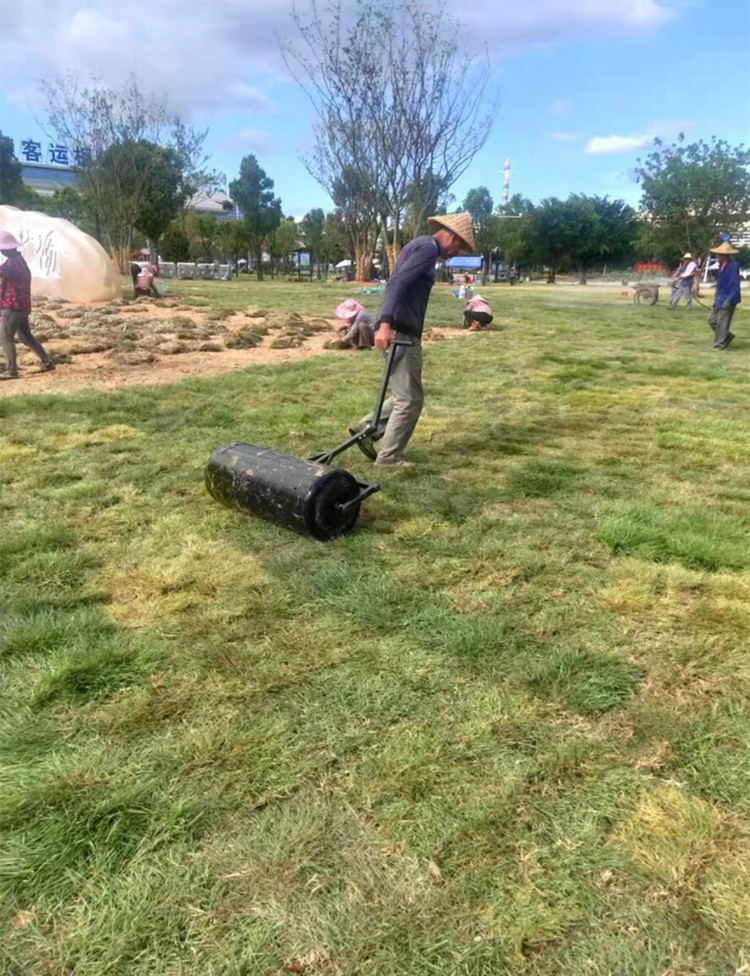 草坪压平滚筒花园铺草皮滚压机滚桶机压辊打夯草地压实机碾压草滚