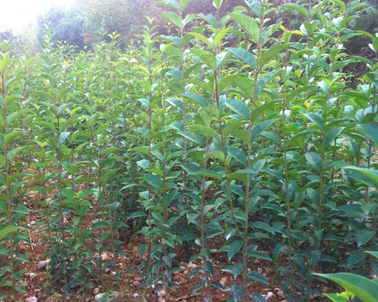 工程绿化苗木大叶女贞苗大叶女贞树苗大叶女贞小苗高杆女贞苗直径8