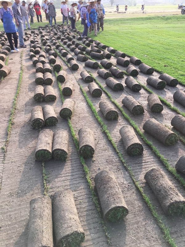 【京丨東超市】草坪土綠化草皮 帶土四季青草皮果嶺草馬尼拉草皮園林