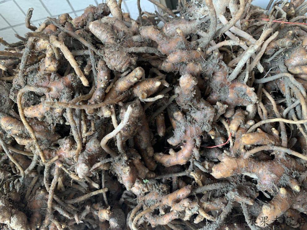 现挖月子姜风姜 正宗阳春特产农家自种风姜新鲜现挖1-5斤坐月月婆姜