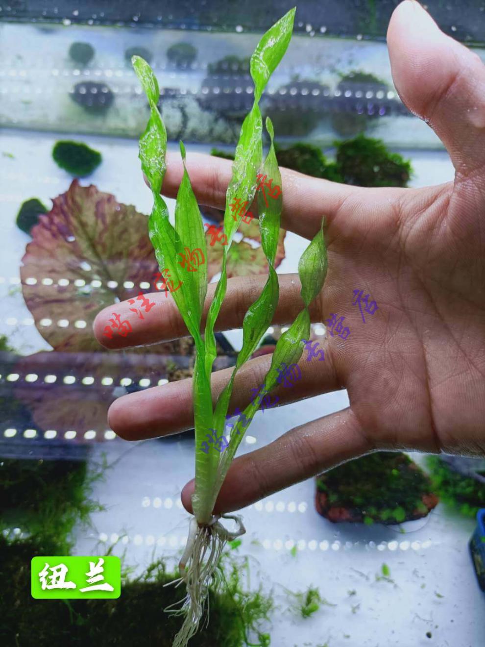 豆乐奇迷你水兰水草苦草椒草原生溪流鱼缸造景套餐懒人