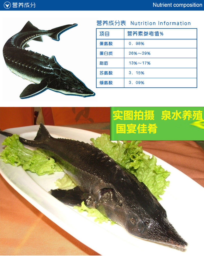 5折新鲜食用鲟鱼多规格不腥新鲜鲟龙鱼生鲜软骨无刺鲜活泉水养殖鲟龙