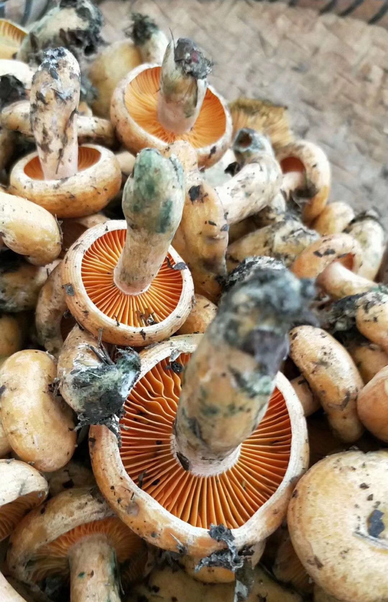 云南新鲜谷熟菌 红枞菌雁来蕈寒菌 重阳菌 三九菇500g礼盒 500g【图片