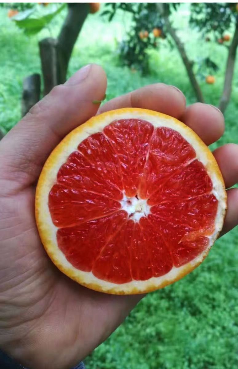 顺丰中华红橙血橙当季现摘应季新鲜湖北秭归鲜橙小果带箱910斤