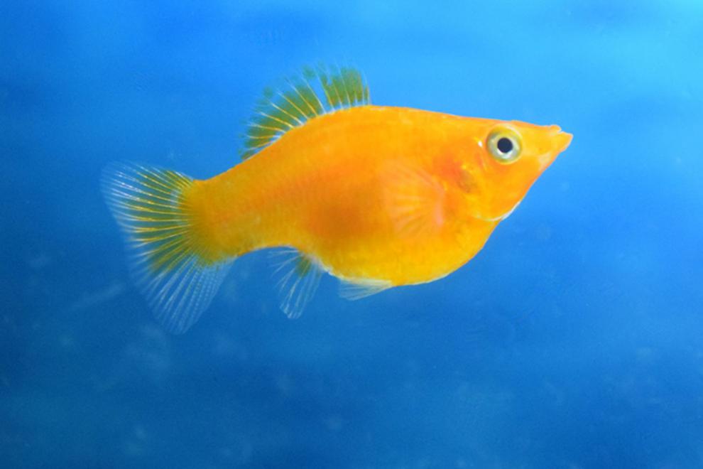 胎生鱼活体皮球玛丽鱼狂魔鱼银黑玛丽鱼活体好养小型