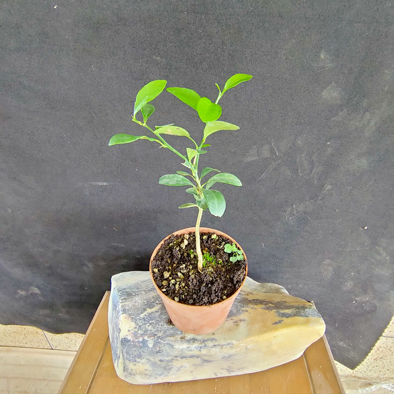 小金豆微型盆景素材苗小盆栽金桔 1盆小金豆微型盆栽1年苗不带果实 带