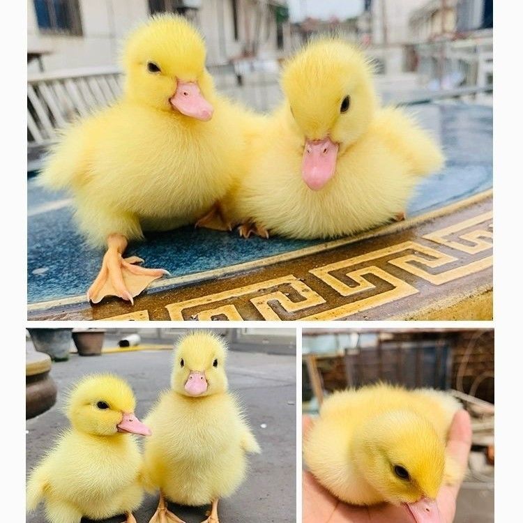 宠物鸭活物网红柯尔鸭幼崽小黄鸭子活苗观赏旱鸭青年产蛋繁殖活体科尔