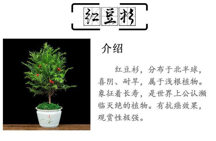 红豆杉树的药用图片