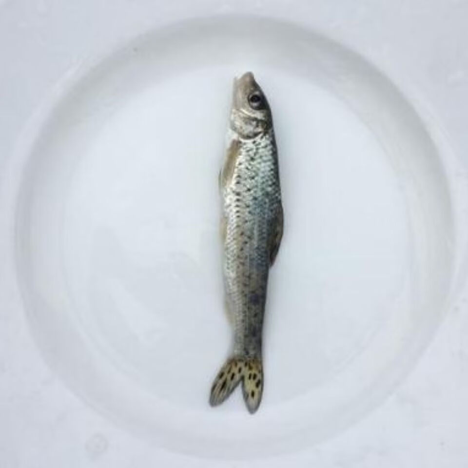 花骨魚苗土鳳魚苗重唇魚苗魚優魚淡水好養活體名優魚包活 花骨魚苗3