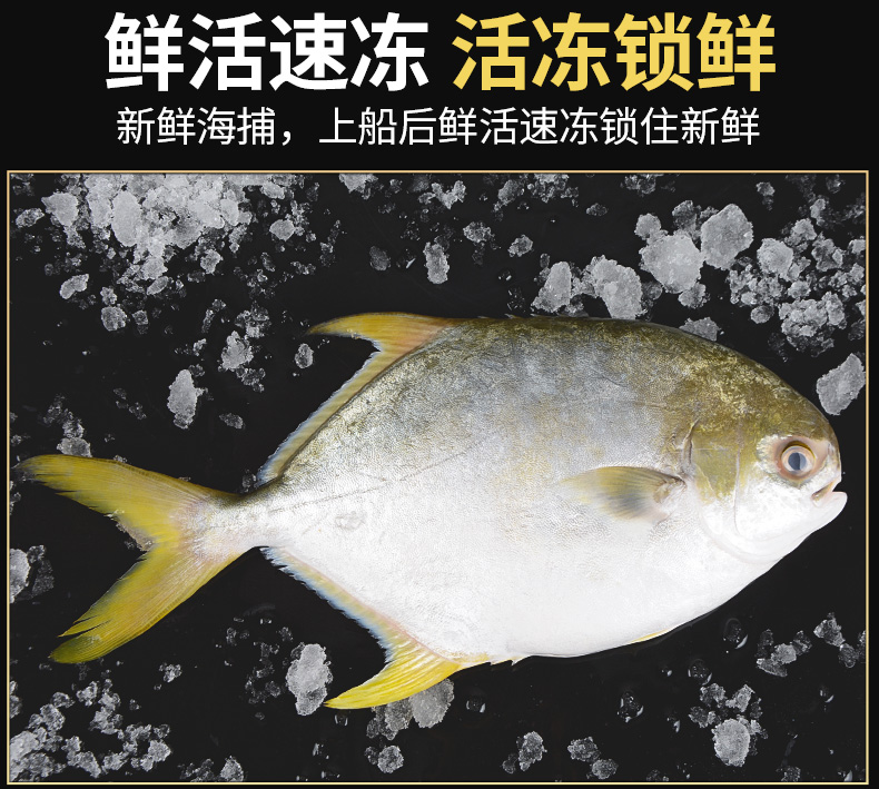 金鲳鱼新鲜冷冻鲜活海鲜鱼大平鱼鲳鳊鱼冰冻水产大金鲳鱼金鲳鱼新鲜十