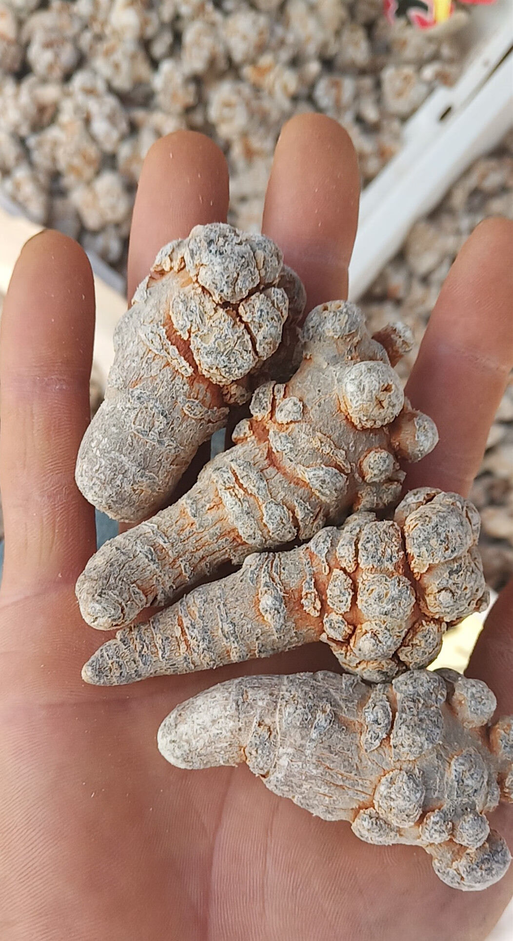 特级精品新鲜根干田三七滑头带帽10头15头20头30头40头60直播打粉