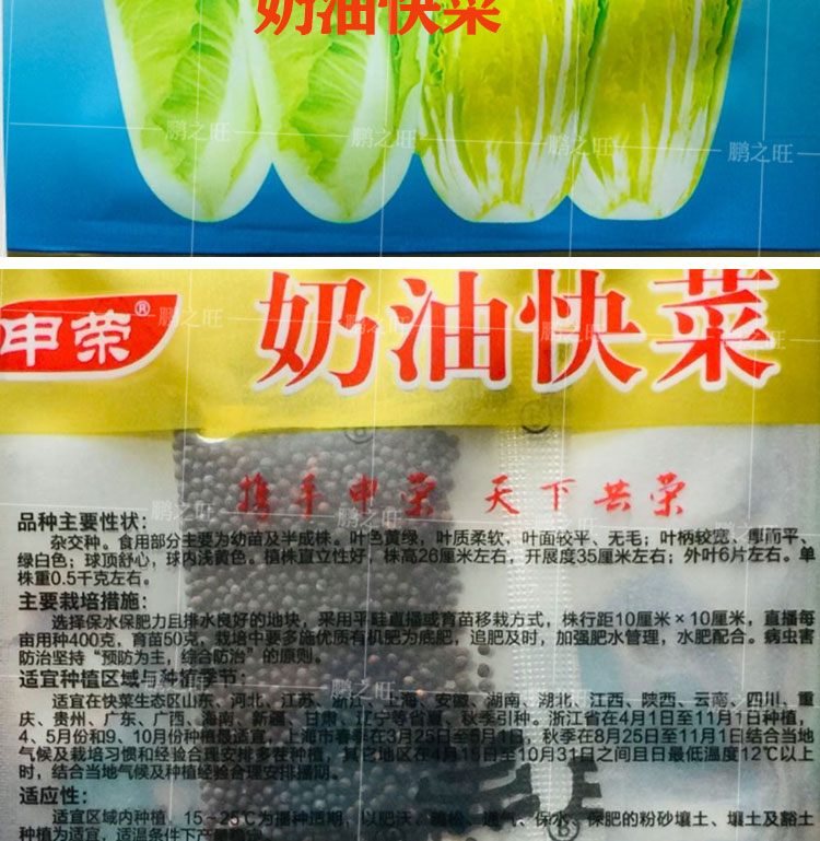 迈界速生快菜种子阳台小白菜籽盆栽奶白菜种孑春夏秋季绿叶蔬菜籽速生