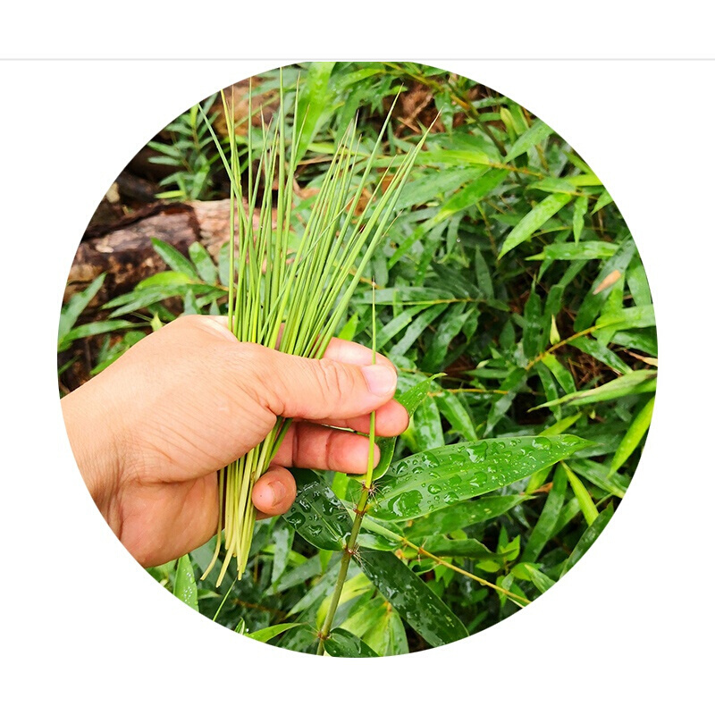 深山野生竹叶芯天然竹叶心竹心嫩芽竹芯竹卷心新鲜中药材凉茶100g