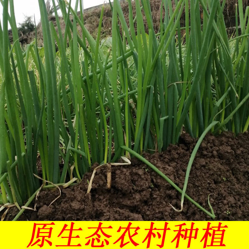 四川大葱新鲜葱黄农家自种葱白本地大葱分葱小细葱脆香葱甜葱嫩葱5斤