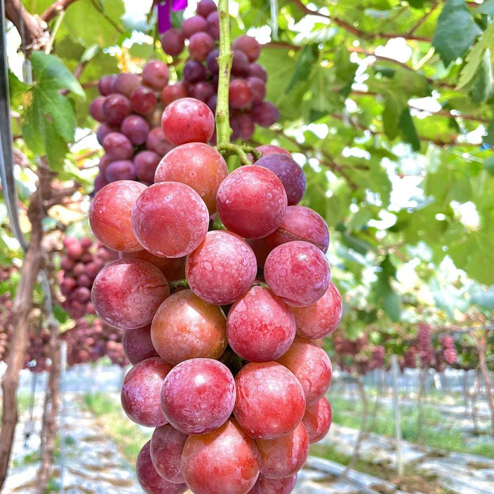 伯贤(boxian)新鲜妮娜皇后500g葡萄玫瑰香红提云南-建水 500g【图片