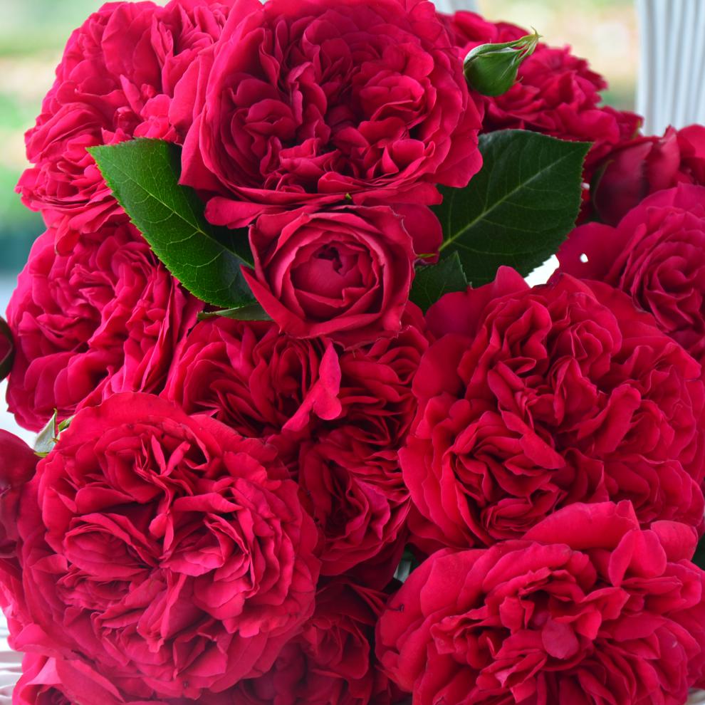 大花爬藤玫瑰盆栽红色龙沙宝石阳台庭院四季藤本月季蔷薇花苗红龙