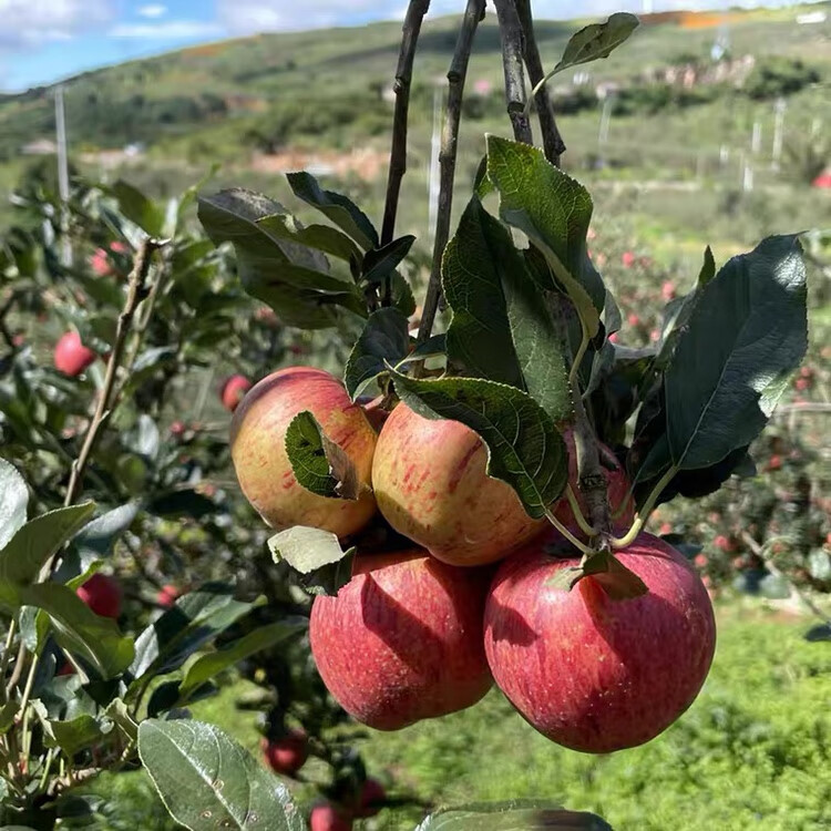 云南蒙自西北勒丑苹果半野生冰糖心嘎拉苹果小苹果 5斤 60mm(含)-65mm