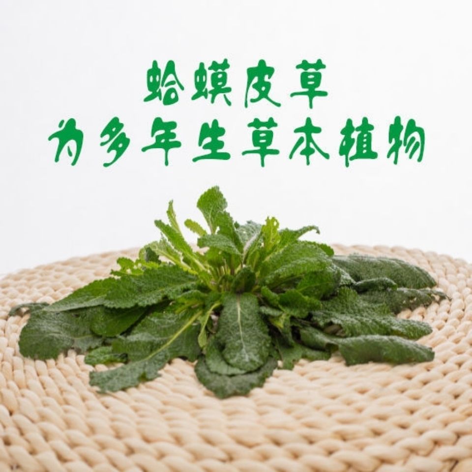亏本卖啦家货蛤蟆草干品菜荔枝草整棵带根癞蛤蟆草新鲜晒干蛤蟆草品伊
