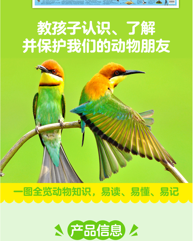 2021抖音同款世界鸟类珍稀动物2张少儿地图科普知识青少年挂图儿童房