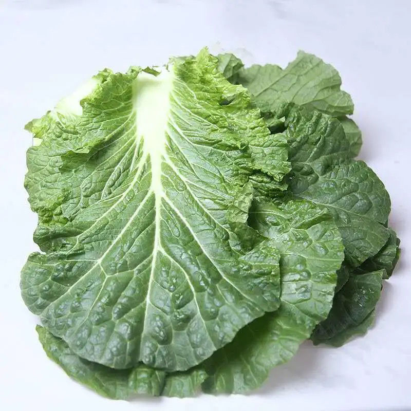 饭包专用白菜叶打包菜叶新鲜蔬菜东北特产吉林产地发现摘现发 10片装