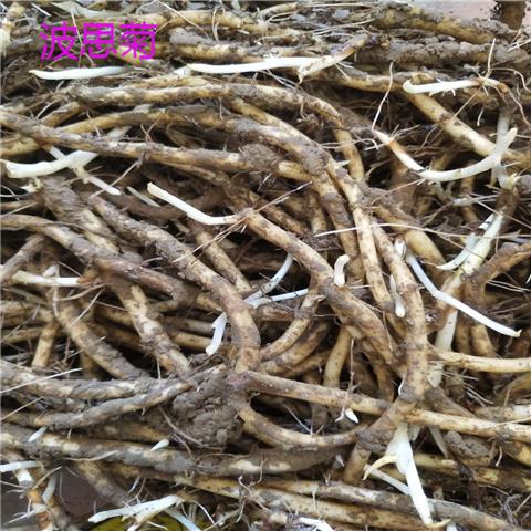 鱼腥草种子种籽贵州折耳根种根种子种苗新鲜盆栽四种根500g1000g