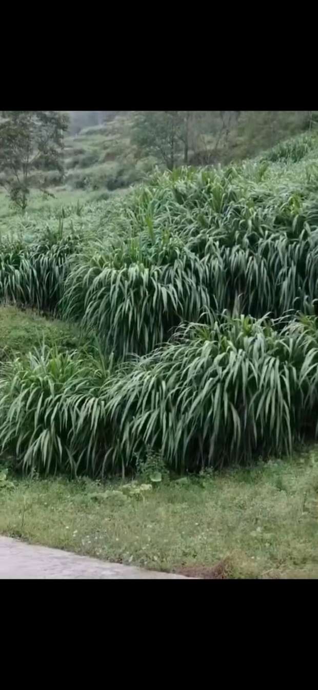 牧草皇后甜象草种孑 皇竹草种子 巨茵草种子牧草籽德资 蜜遮一号种子