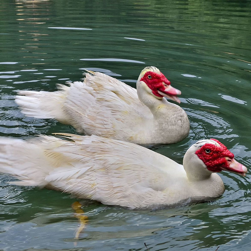 农家散养鸳鸯番鸭红头鸭肉活体新鲜鸭子肉鸭肉整只土鸭子生鲜杀好净重
