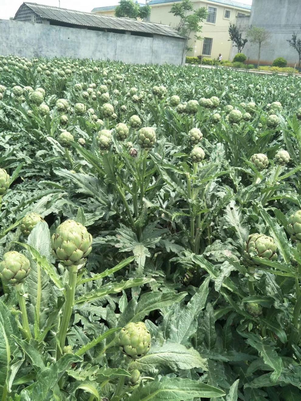 朝鮮薊洋薊新鮮蔬菜2斤法國百合蔬菜產地直髮3斤