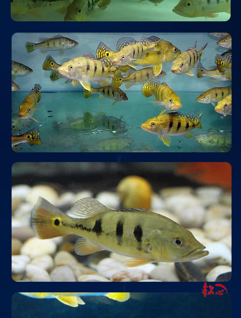 热带鱼活体观赏鱼龙配鱼 皇冠三间金老虎【13-15cm】2条【图片 价格