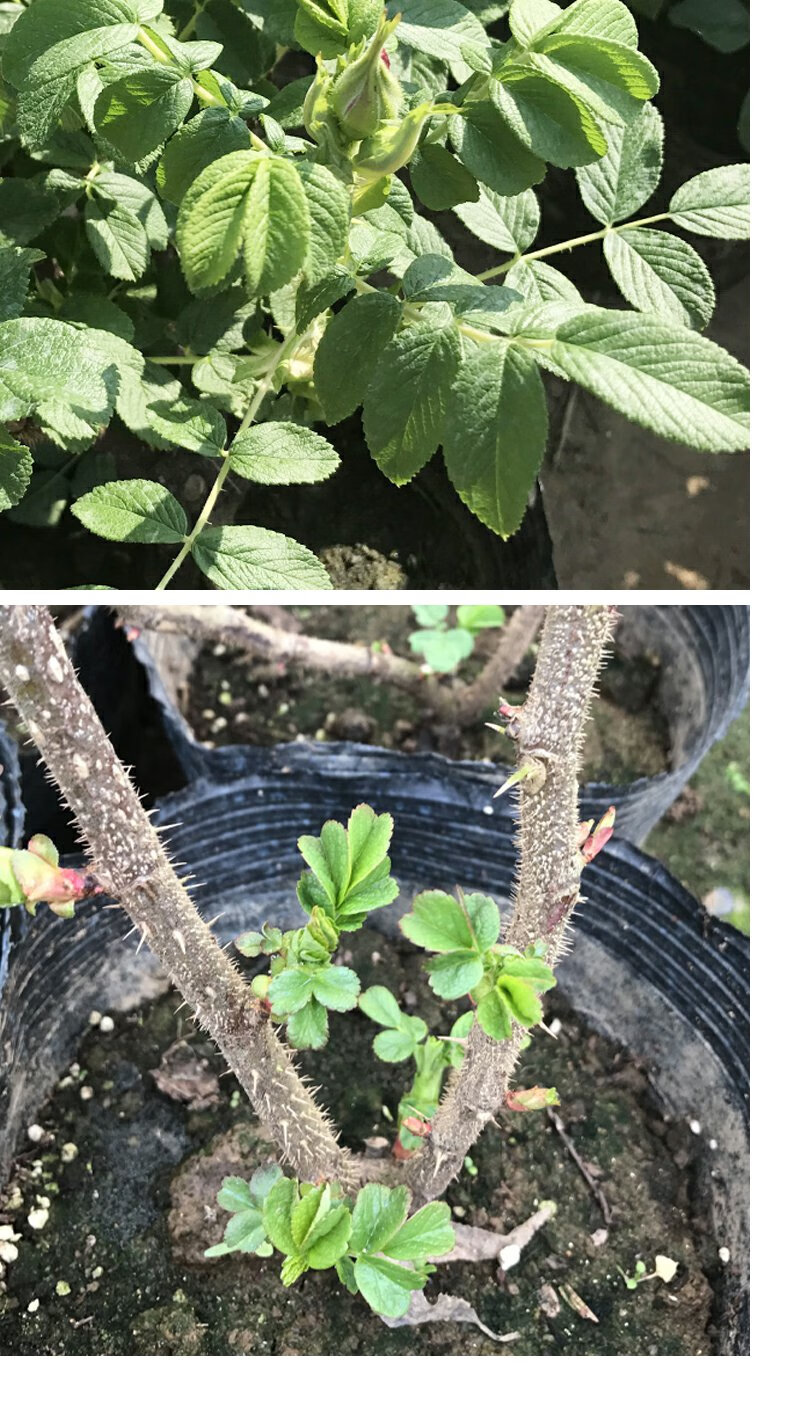 玫瑰花苗盆栽大马士革香水平阴玫瑰苗丰花一号嫁接苗春季开花 玫瑰2年