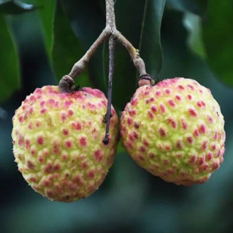 【观音绿】广东观音绿荔枝新鲜现摘现发 5斤10斤冷链发 5斤装