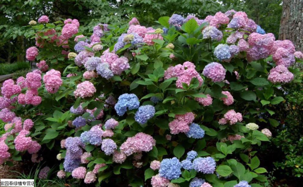 园艺庭院特大花绣球老桩无尽夏八仙花盆栽花卉阳台观花变色可复花 万