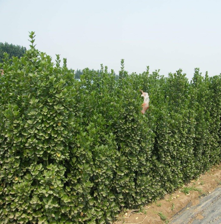 四季常青法国冬青苗大叶黄杨苗小叶瓜子庭院围墙篱笆北海道树苗40厘米