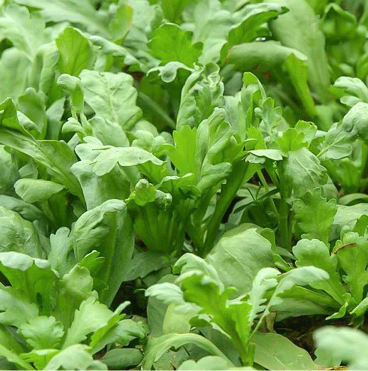 大葉茼蒿種子皇帝菜可連續採收春夏四季盆栽大田小青菜板葉茼蒿籽長耕