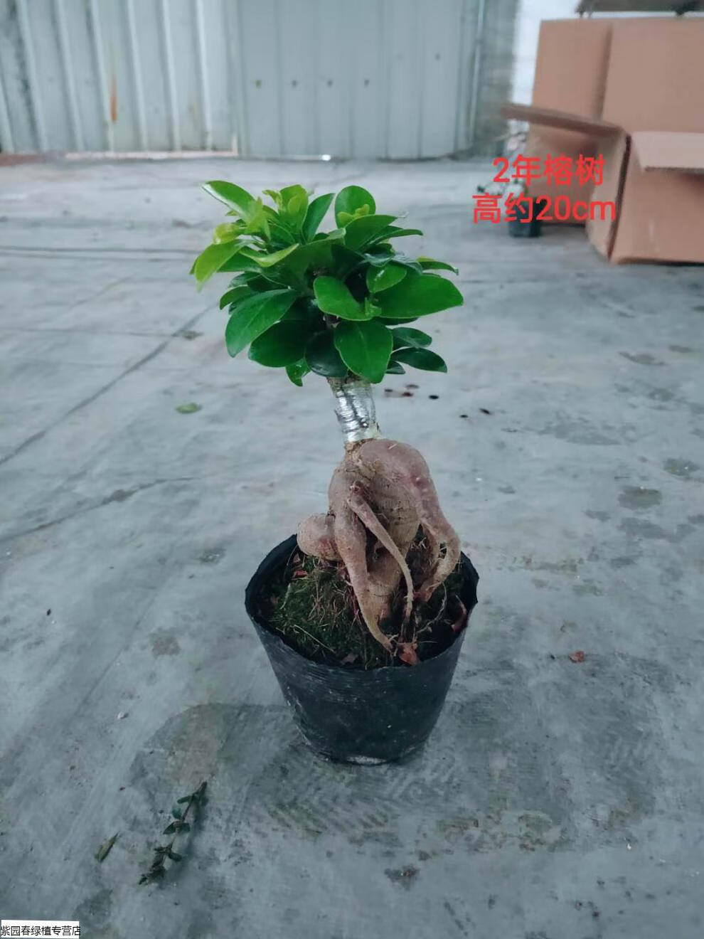 园艺榕树地瓜榕盆景s型榕树s弯盆栽办公桌茶桌绿植 6年榕树 含盆