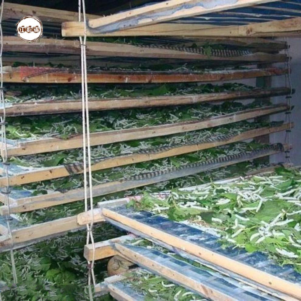 江影清金丝蚕宝宝活体蚕大蚕小蚕1345龄白色金色天然七彩蚕儿童养蚕3