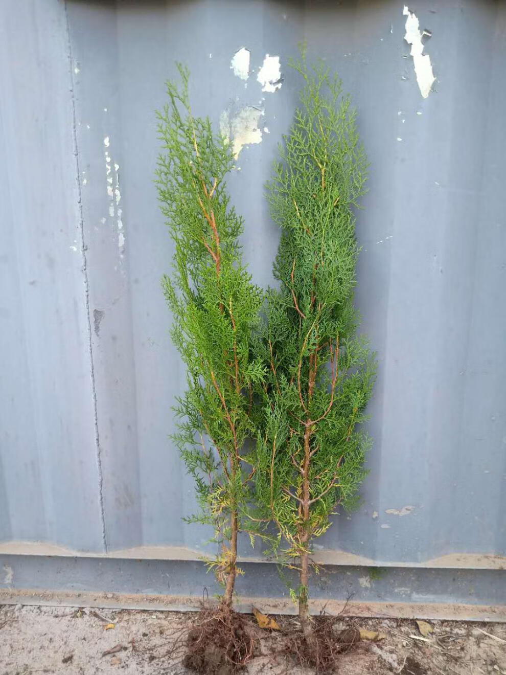 柏树苗松柏塔柏宝塔松侧柏树苗扁柏圆柏松树龙柏苗绿柏树青侧柏3040