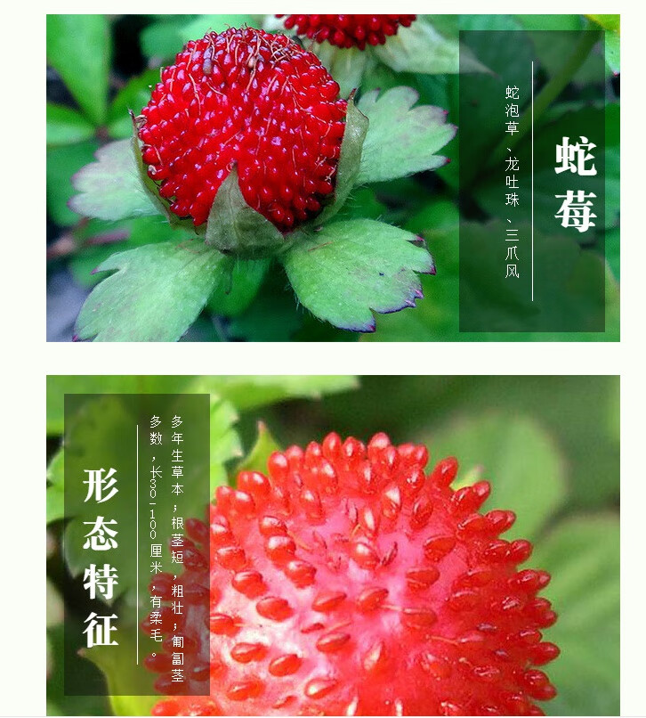 颜集卉蛇莓种子红色野草莓四季易种阳台园艺花种子观果花籽特色蔬果