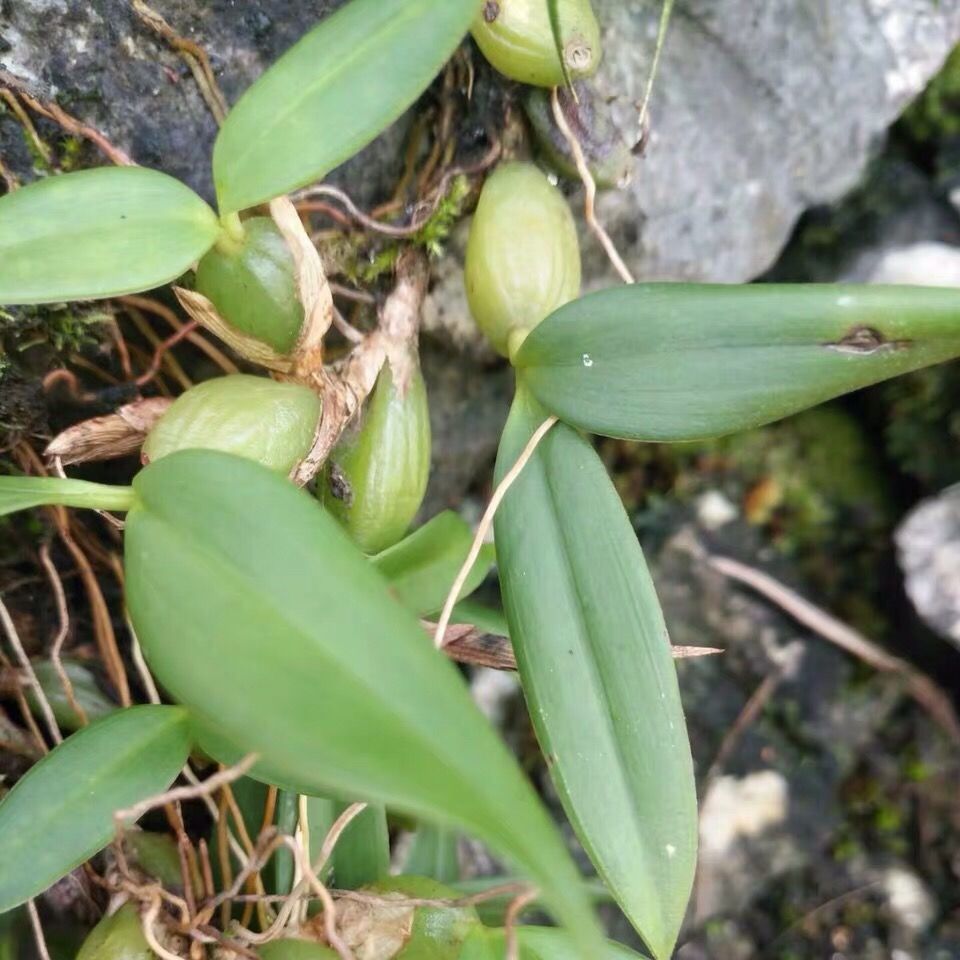 石橄榄 新鲜潮州单叶中果双页小果石 多规格 仙桃石岩珠煲汤 潮汕发货