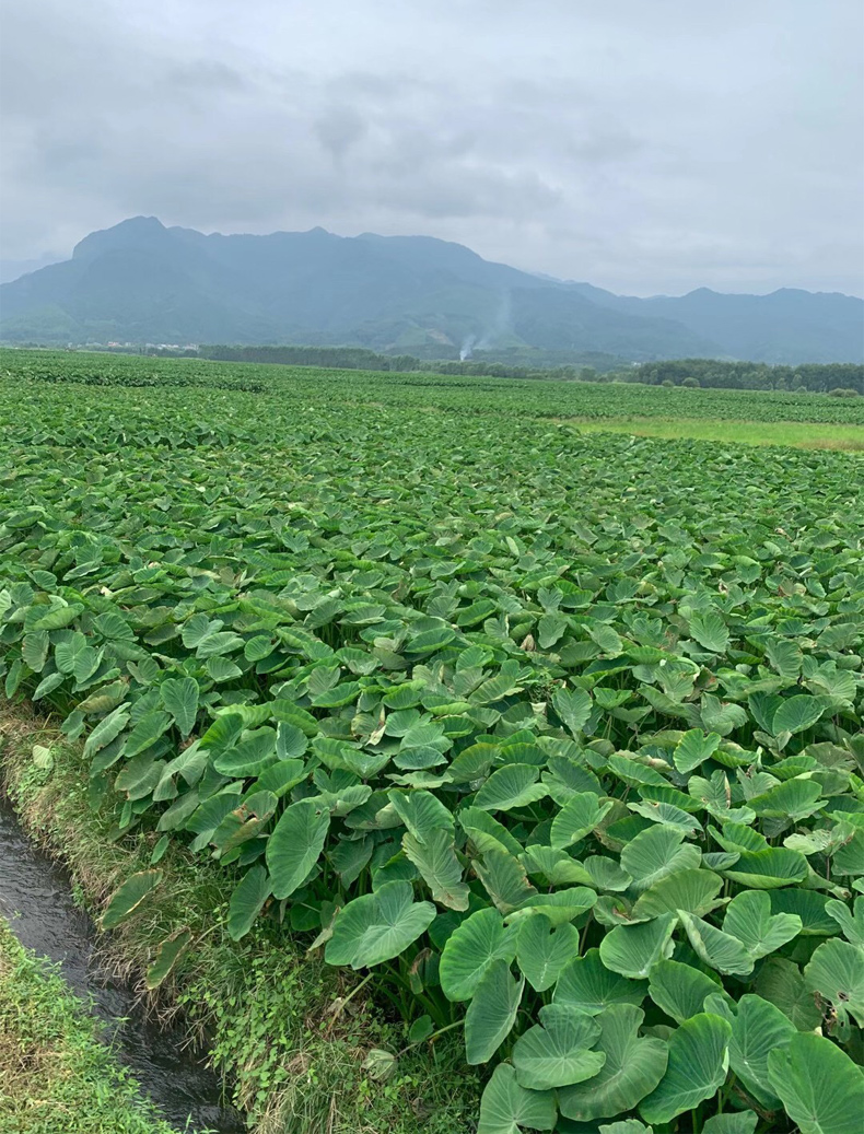 正宗广西荔浦芋头种子苗芋苗种植苗槟榔紫藤香芋新鲜蔬菜种苗育苗5斤
