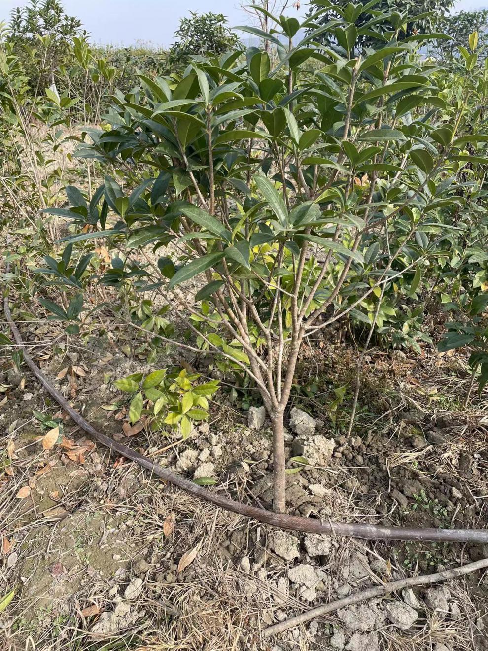 8公分金桂老桩10公分金桂老桩6公分金桂树桩树高一米四左右的桂花球