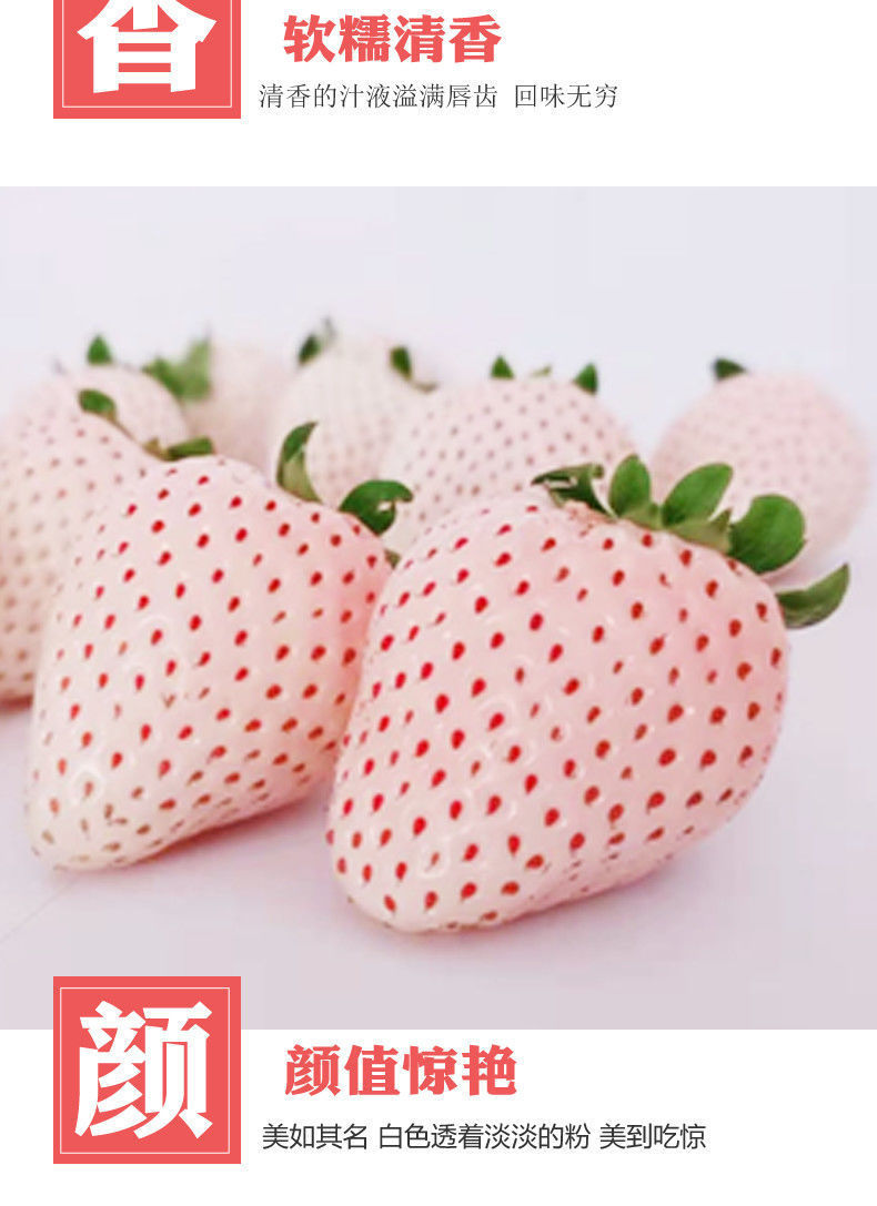 快递白草莓淡雪草莓白色恋人草莓新鲜水果牛奶草莓礼盒装颗颗精选两盒